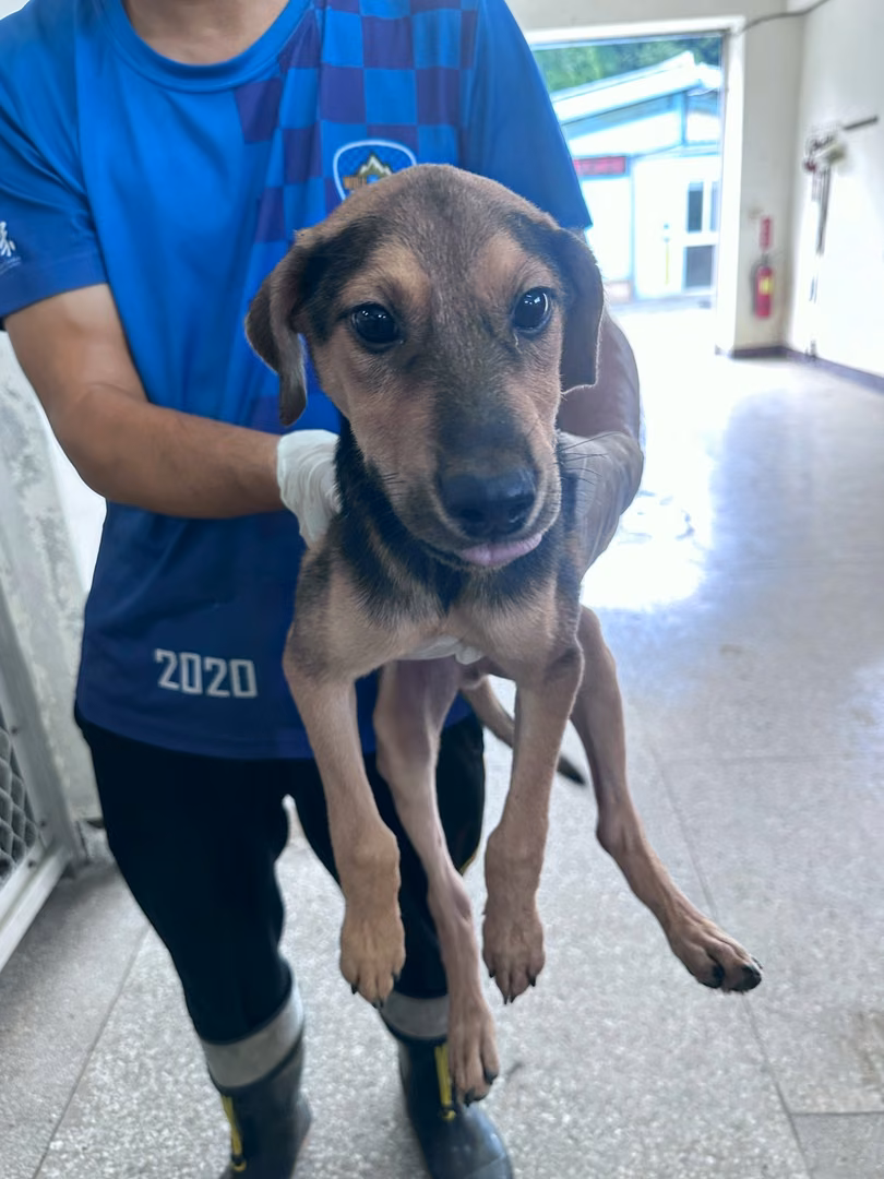 The dog, from the shelter's listing