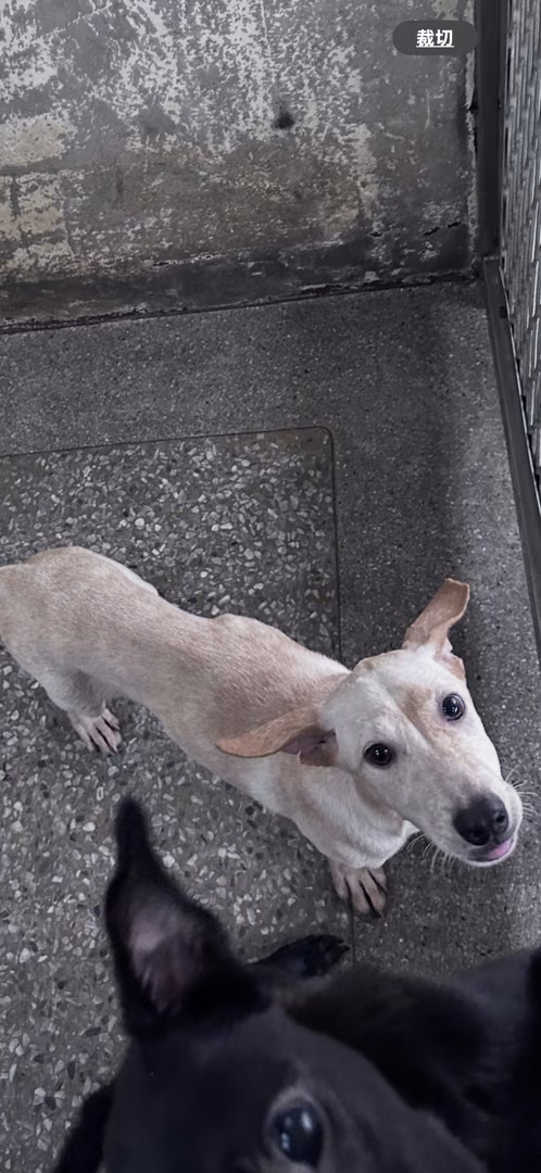 The dog, from the shelter's listing