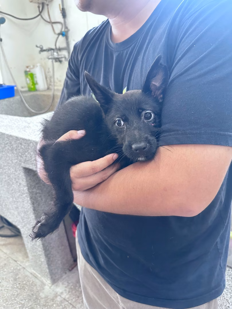 The dog, from the shelter's listing