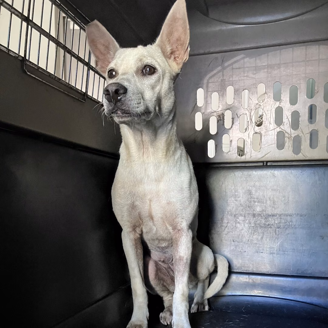 The dog, from the shelter's listing