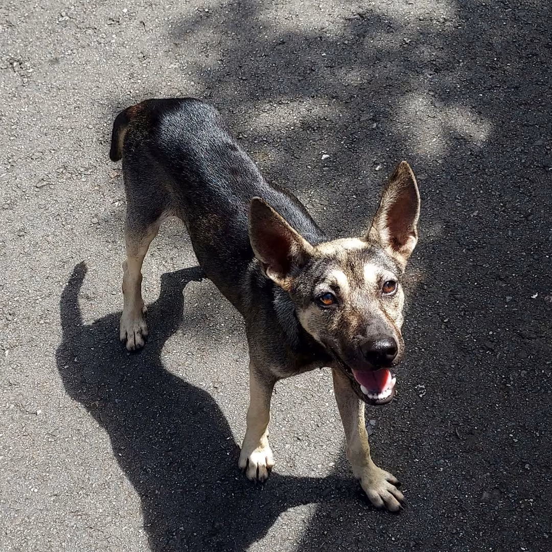 The dog, from the shelter's listing