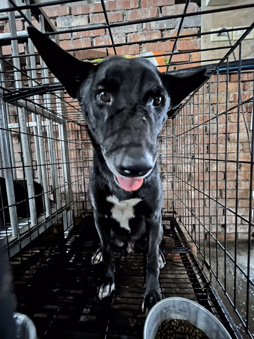 The dog, from the shelter's listing