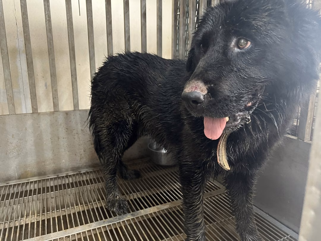 The dog, from the shelter's listing