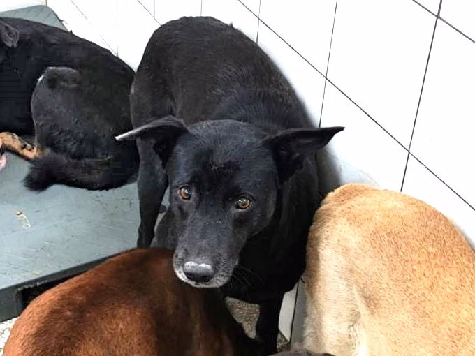 The dog, from the shelter's listing