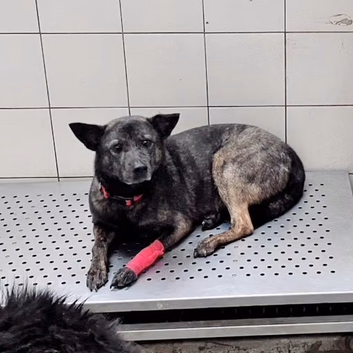 The dog, from the shelter's listing