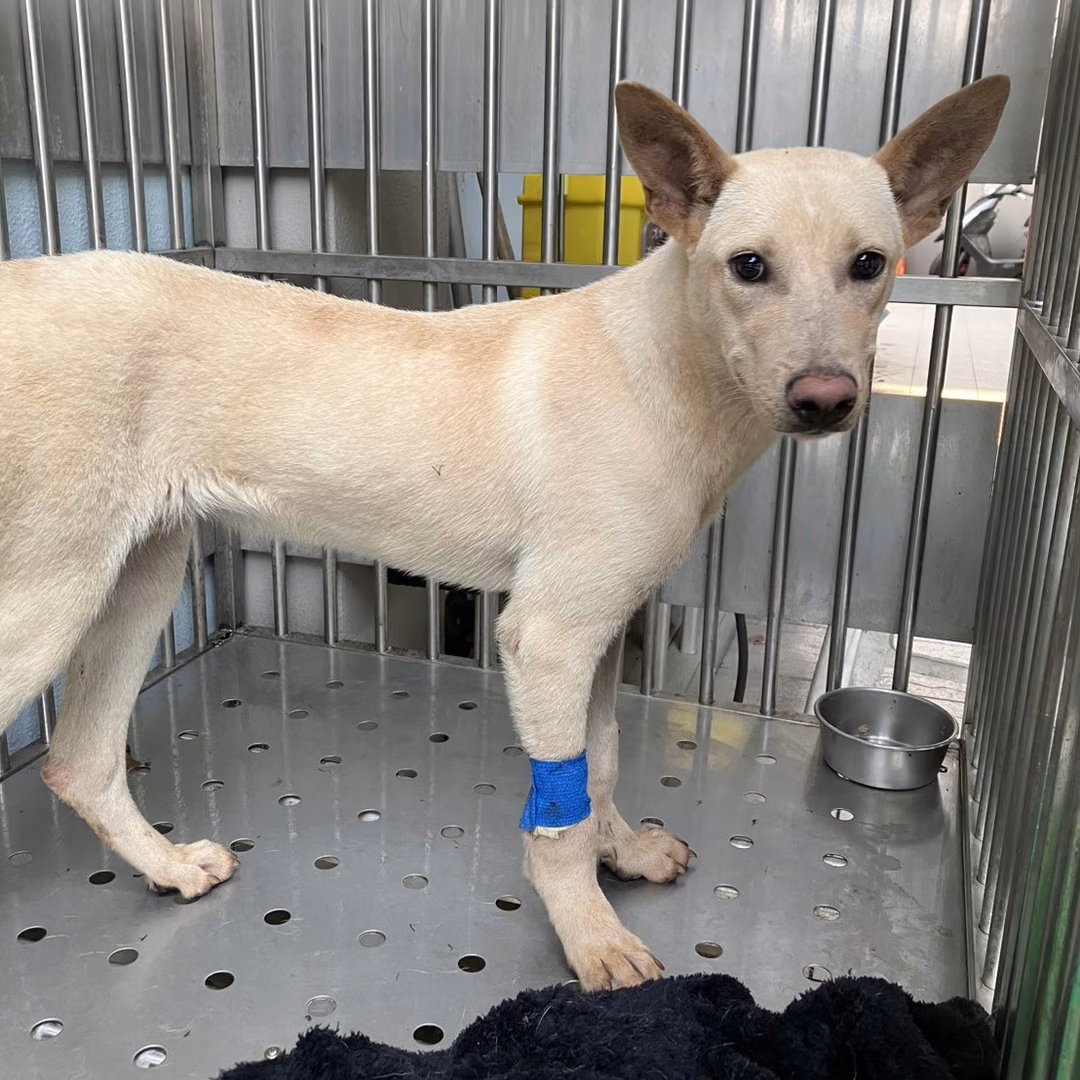The dog, from the shelter's listing