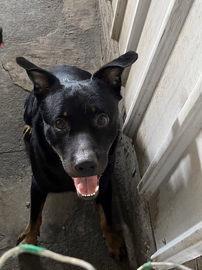 The dog, from the shelter's listing