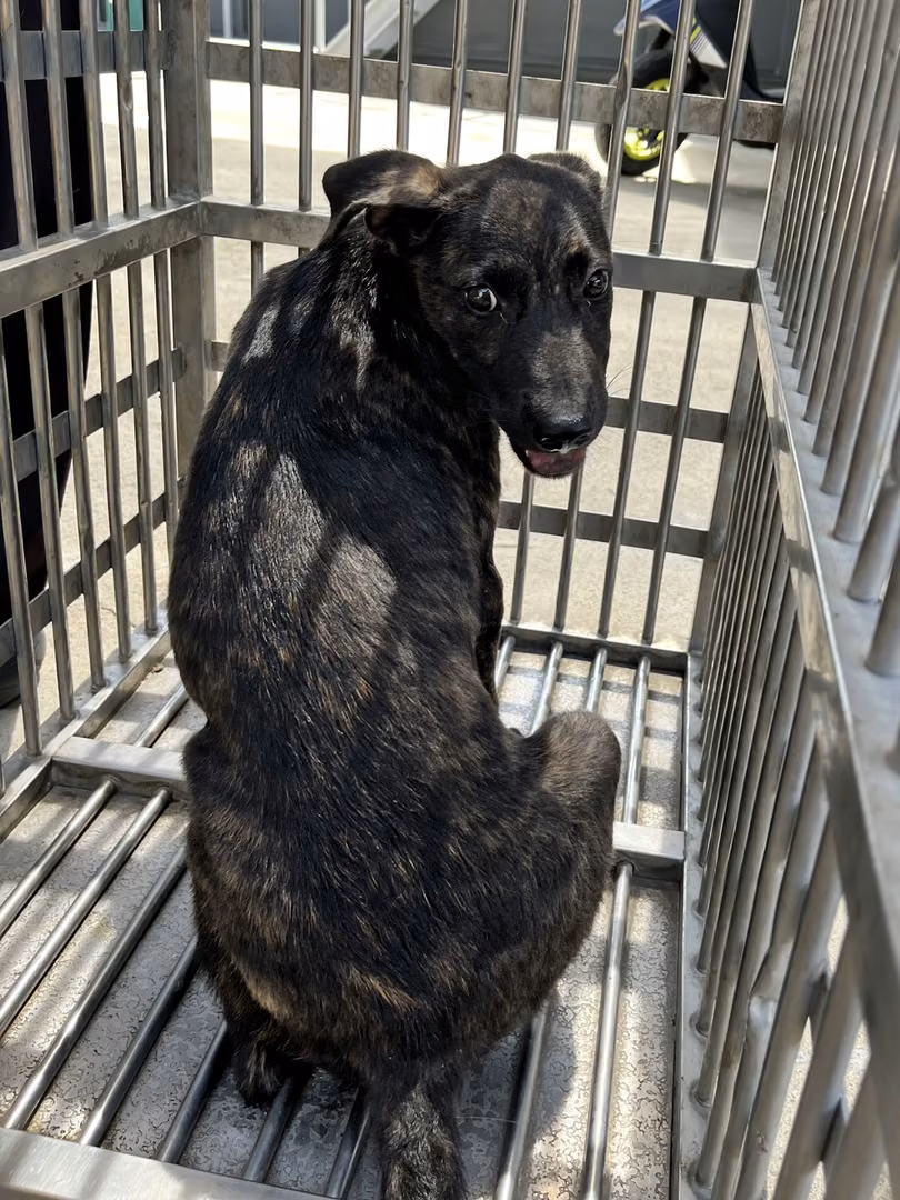 The dog, from the shelter's listing