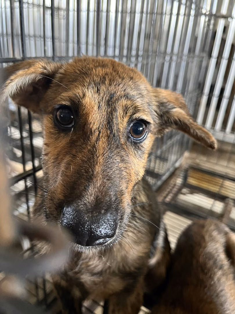 The dog, from the shelter's listing