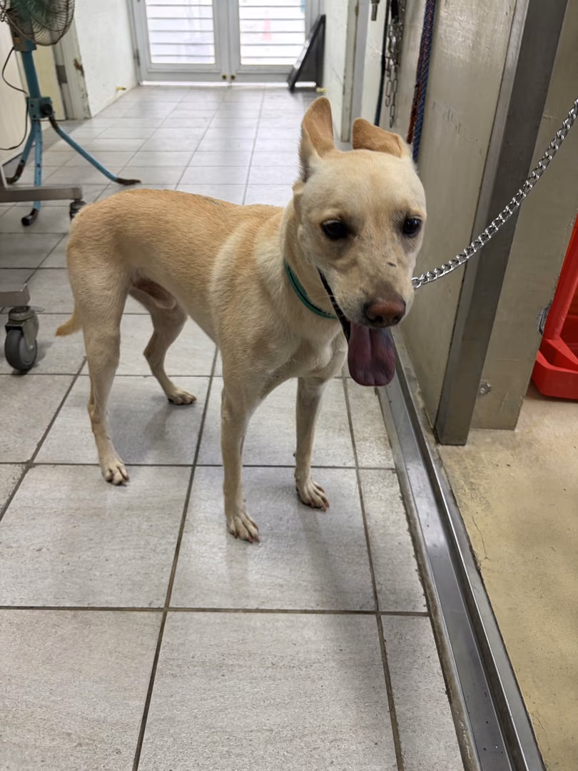 The dog, from the shelter's listing