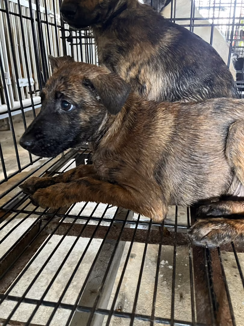 The dog, from the shelter's listing