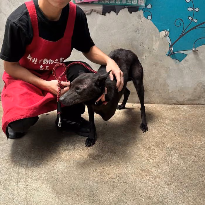 The dog, from the shelter's listing