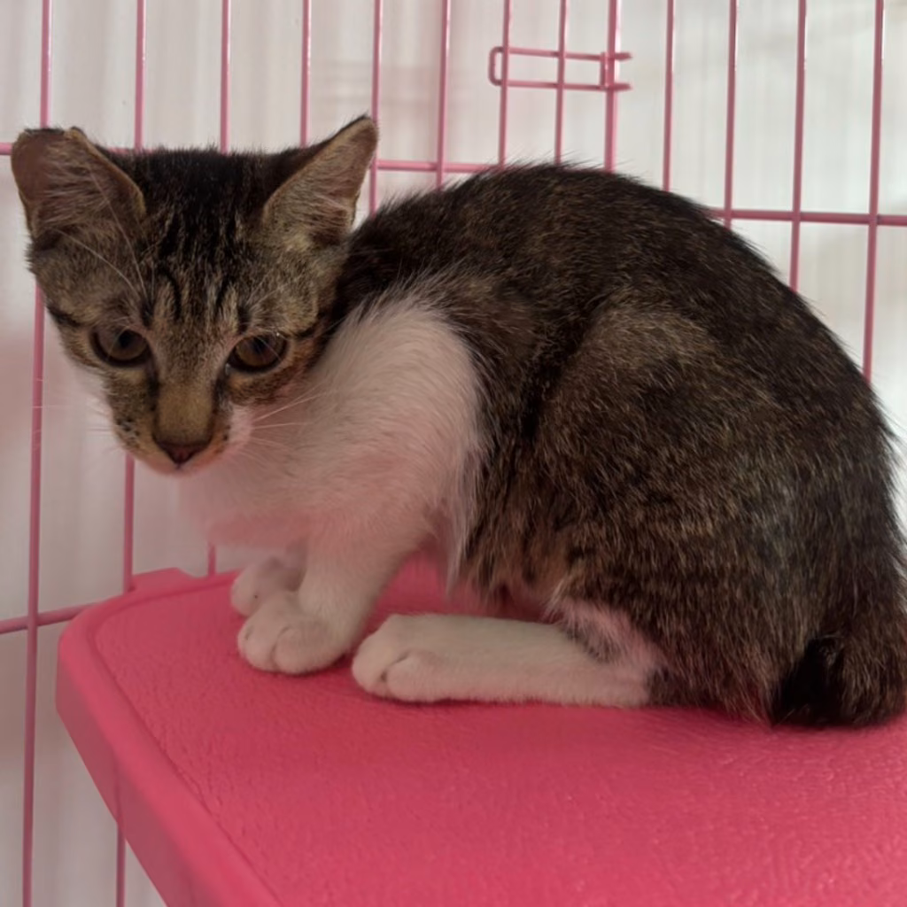 The cat, from the shelter's listing