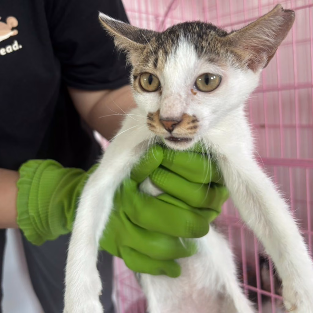 The cat, from the shelter's listing