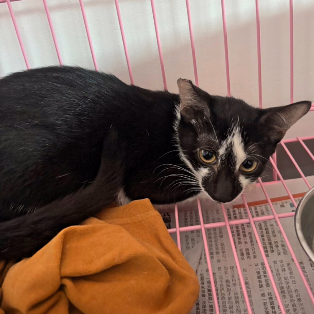 The cat, from the shelter's listing