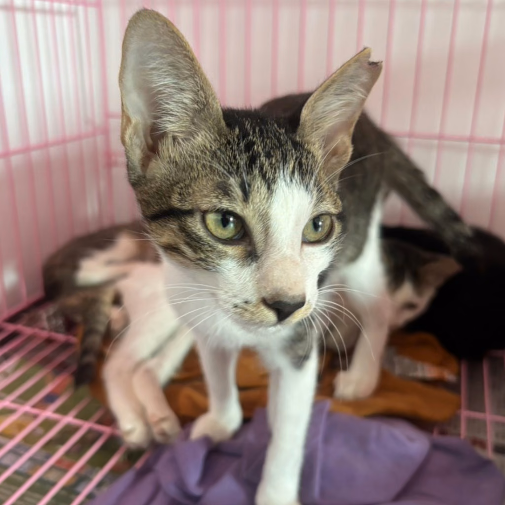 The cat, from the shelter's listing