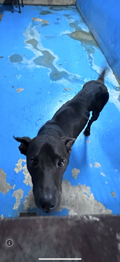 The dog, from the shelter's listing