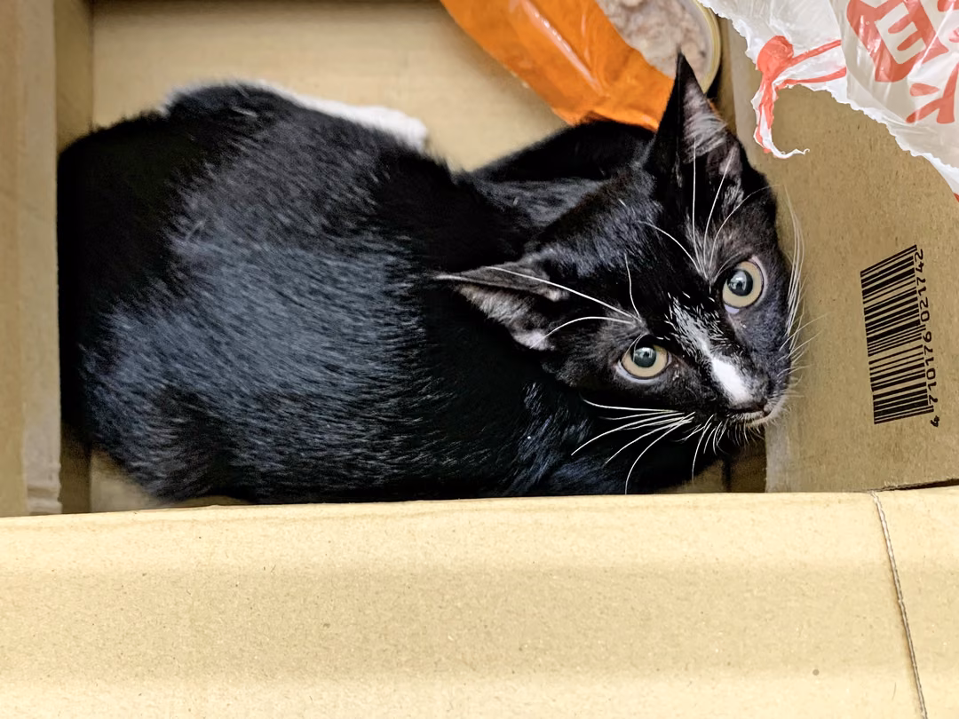 The cat, from the shelter's listing