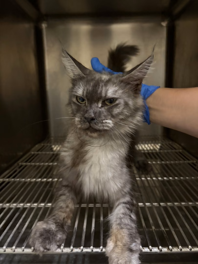 The cat, from the shelter's listing