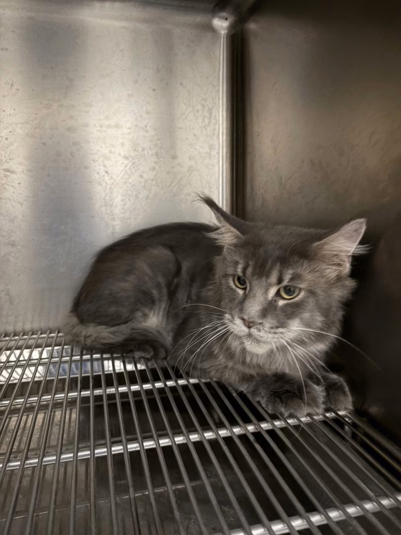 The cat, from the shelter's listing