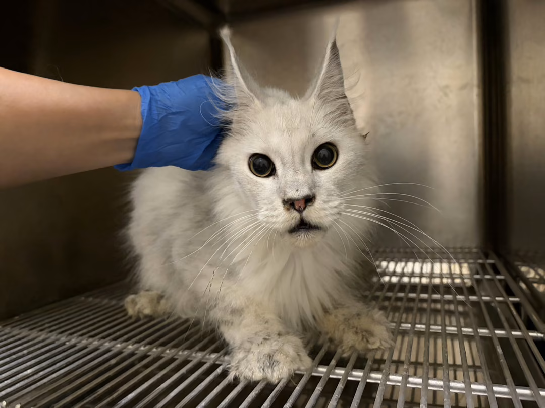 The cat, from the shelter's listing
