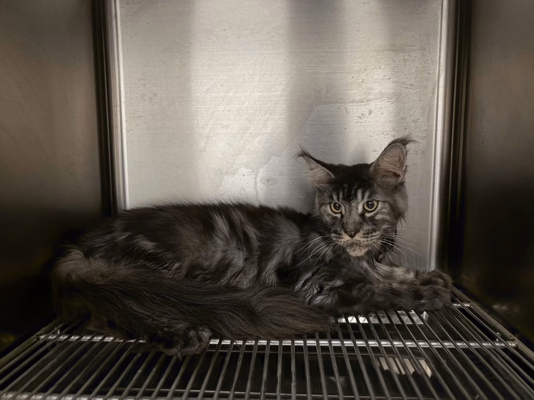 The cat, from the shelter's listing