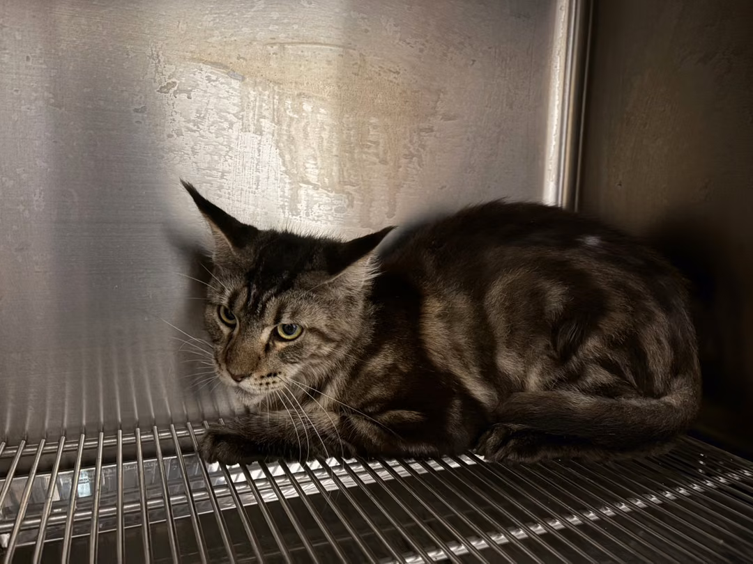 The cat, from the shelter's listing