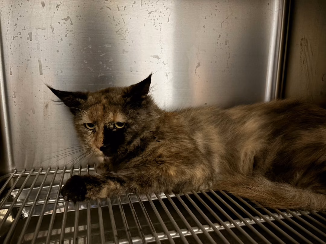 The cat, from the shelter's listing