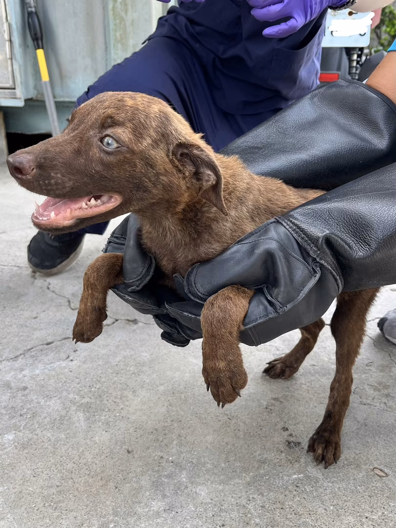 The dog, from the shelter's listing