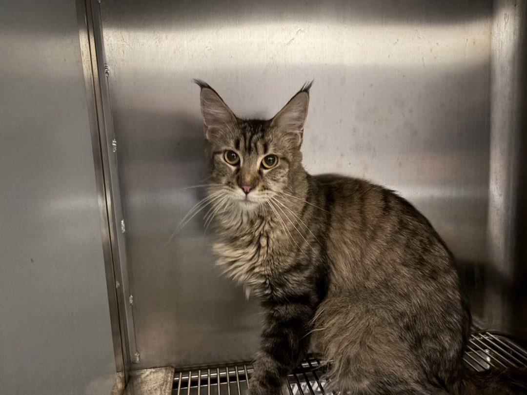 The cat, from the shelter's listing