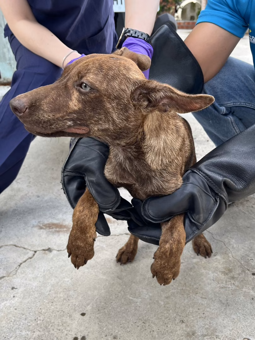 The dog, from the shelter's listing