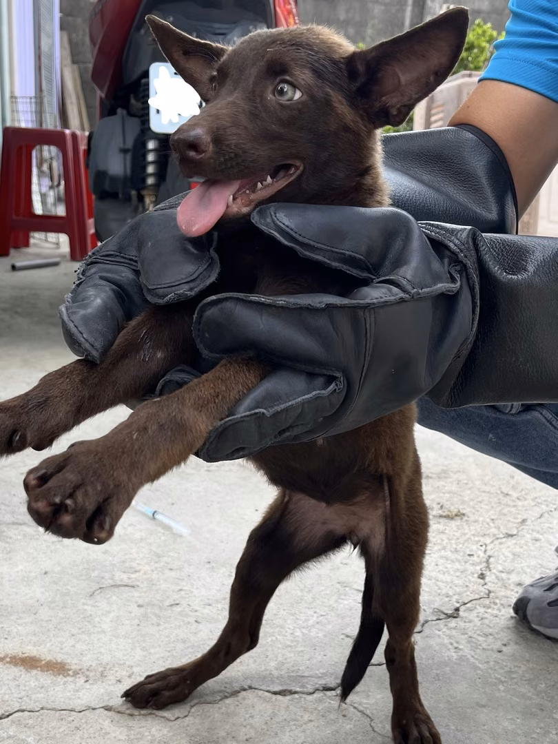 The dog, from the shelter's listing