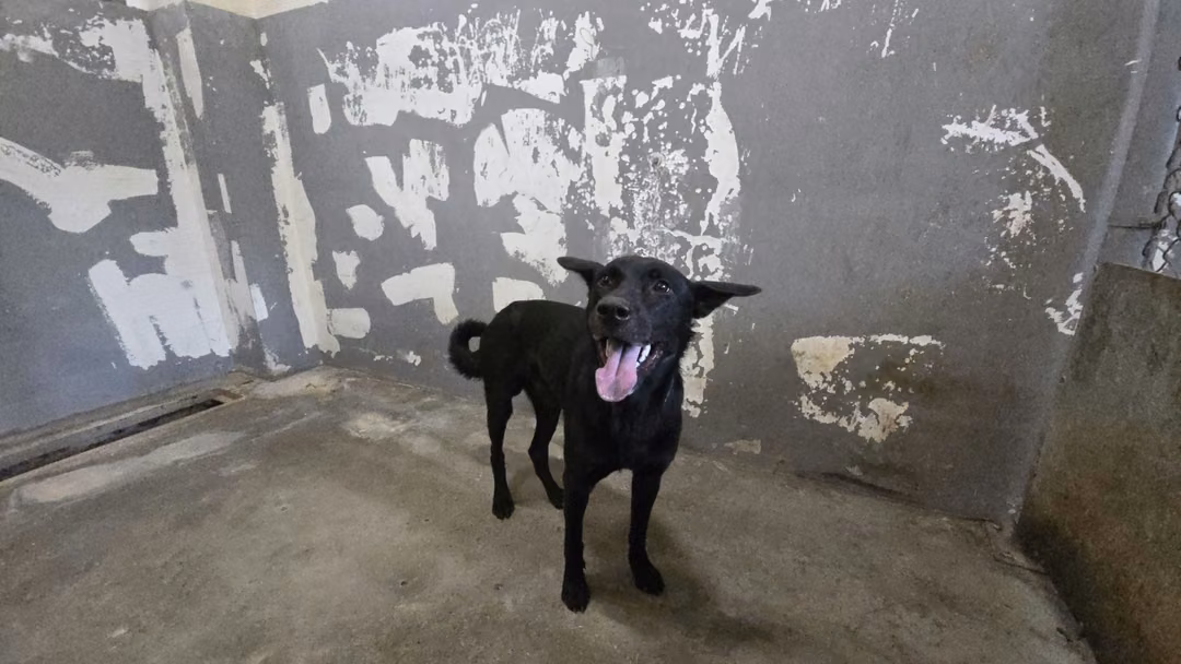 The dog, from the shelter's listing