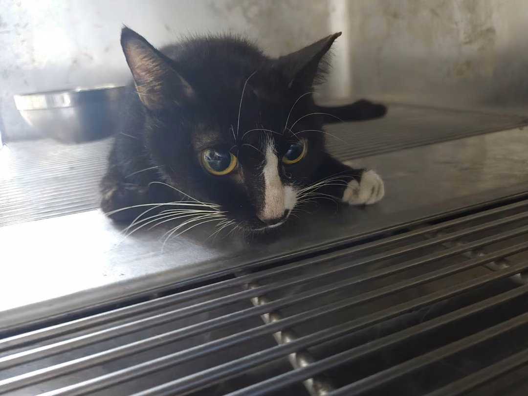 The cat, from the shelter's listing