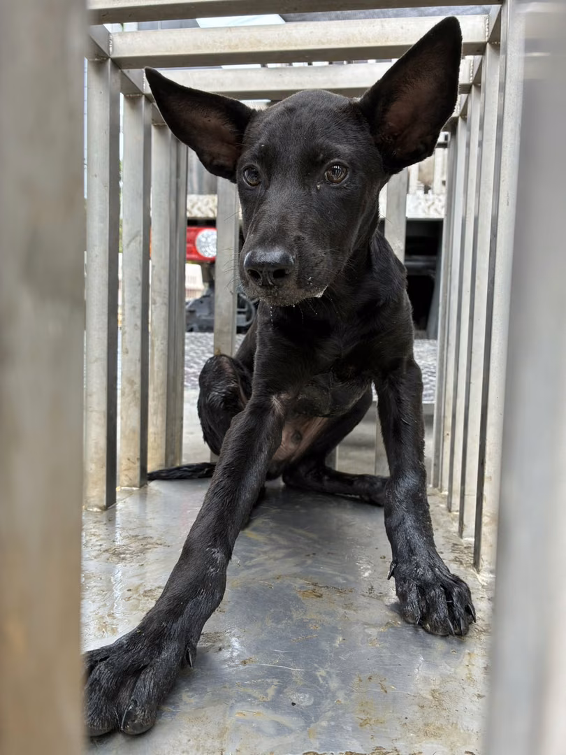 The dog, from the shelter's listing