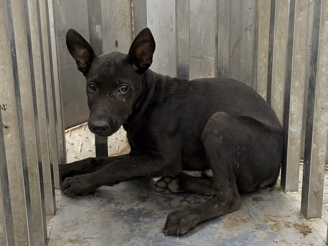 The dog, from the shelter's listing