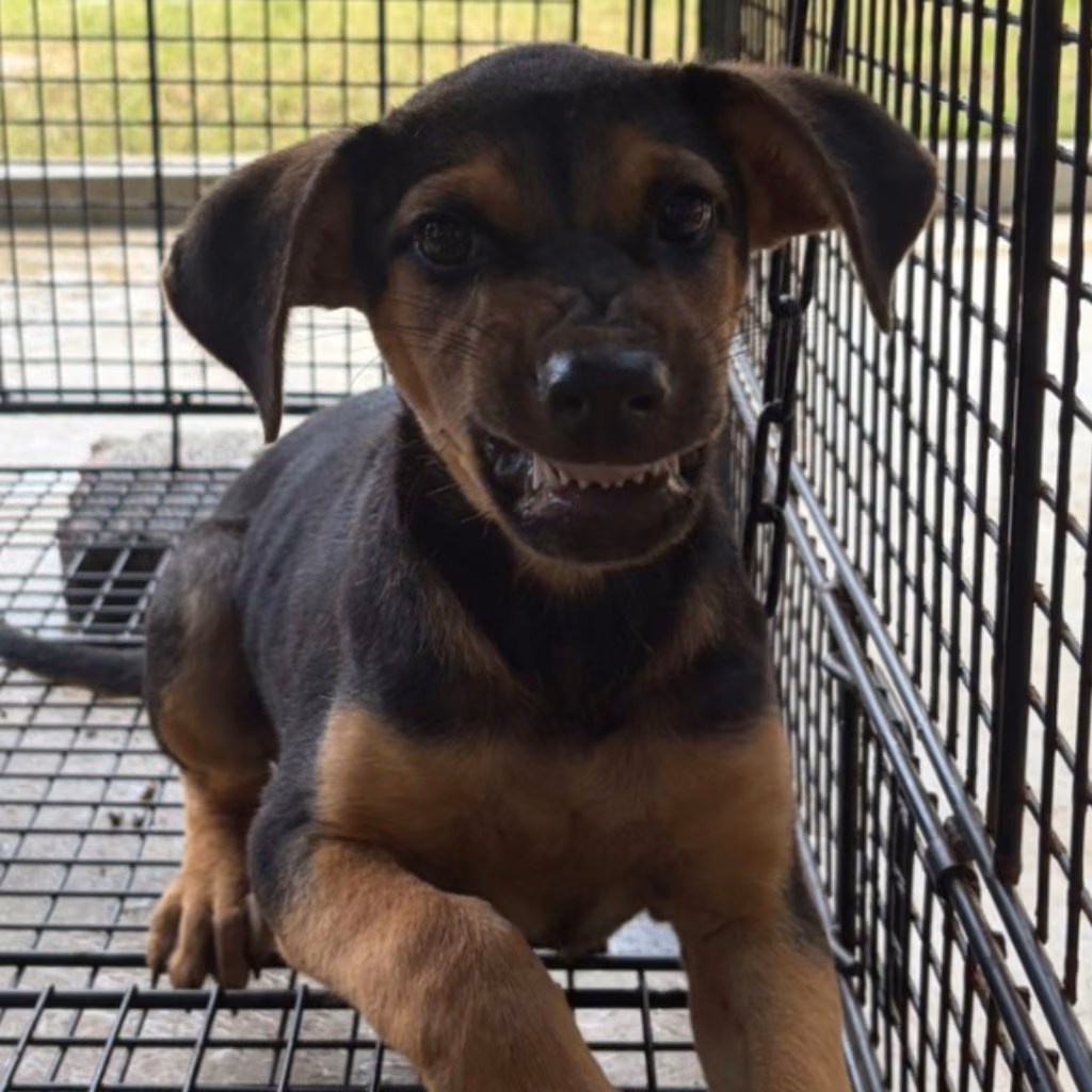The dog, from the shelter's listing