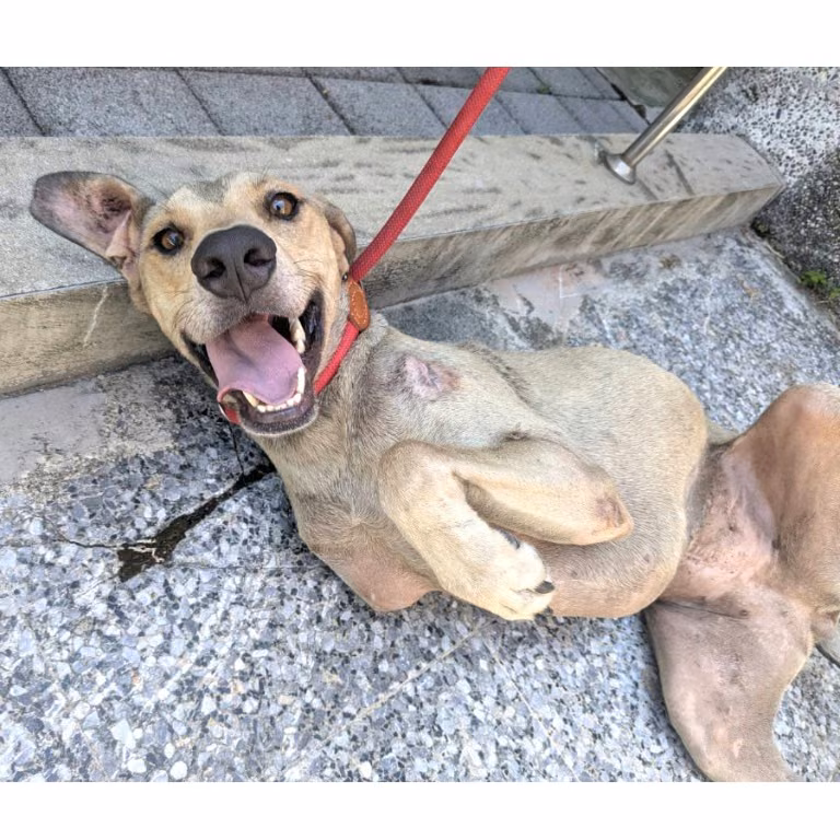 The dog, from the shelter's listing