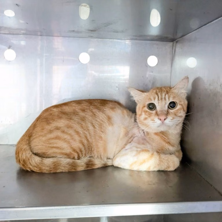 The cat, from the shelter's listing