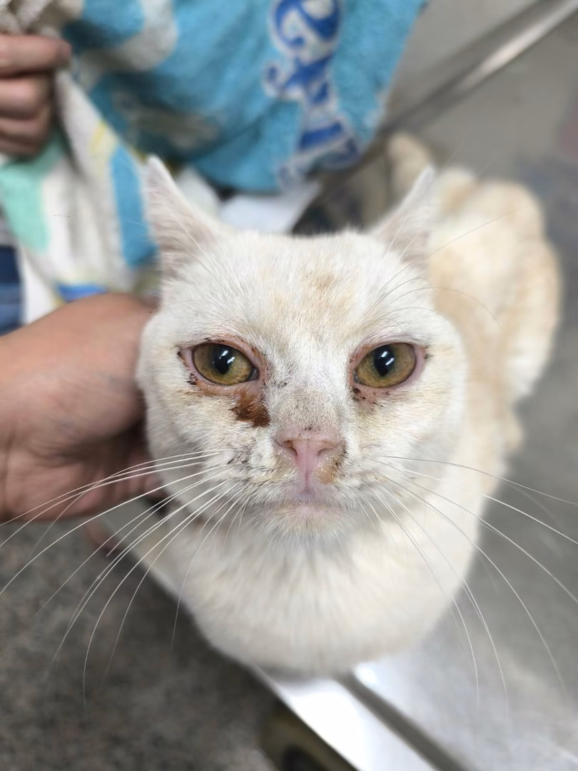 The cat, from the shelter's listing