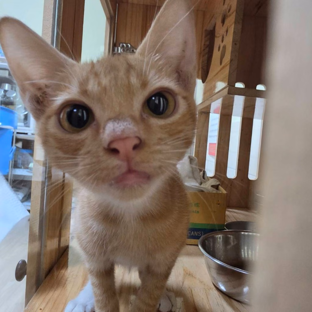 The cat, from the shelter's listing