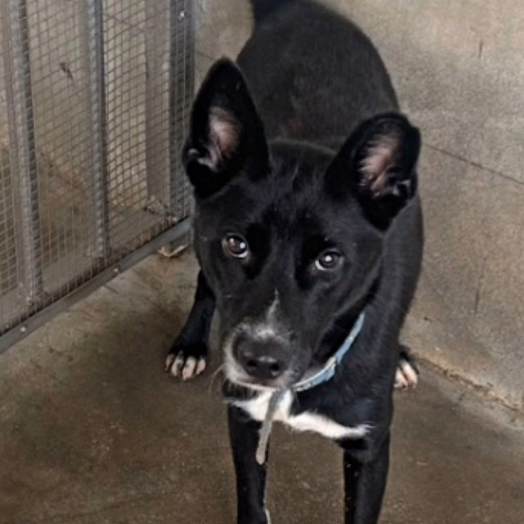 The dog, from the shelter's listing