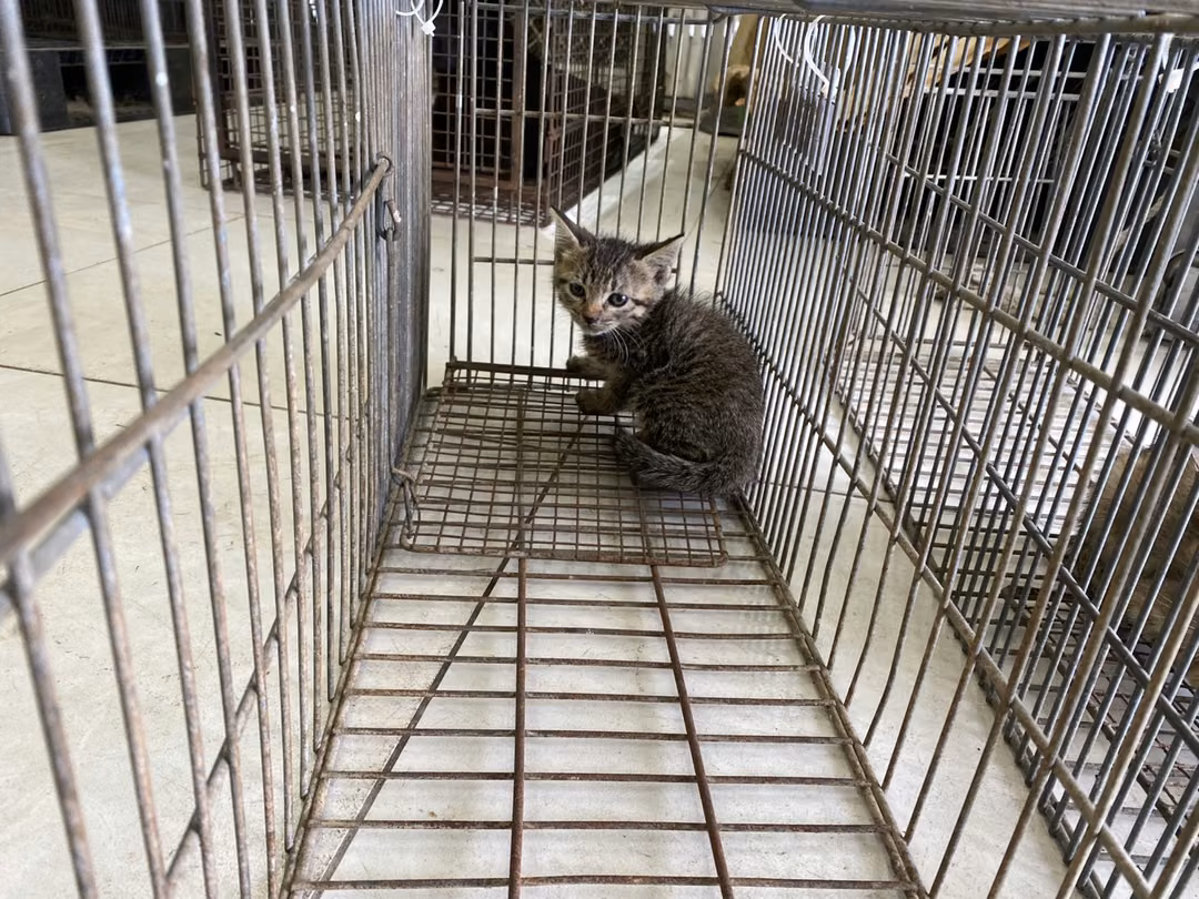 The cat, from the shelter's listing
