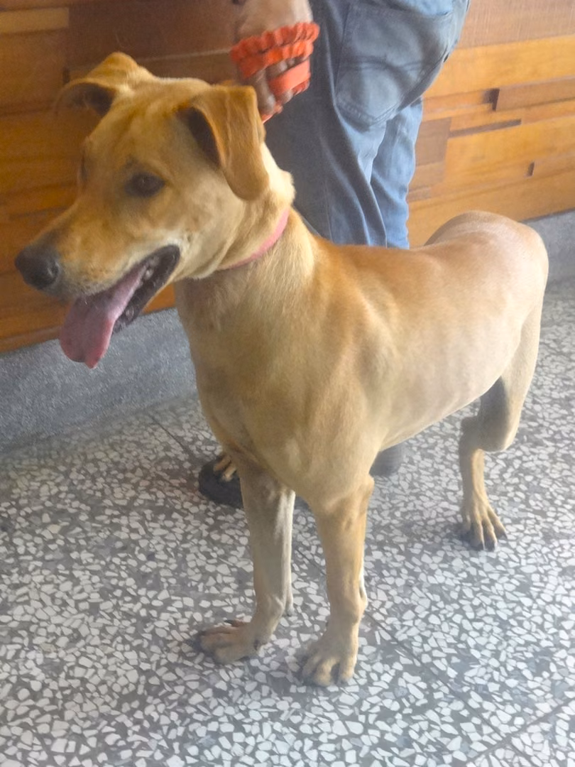 The dog, from the shelter's listing