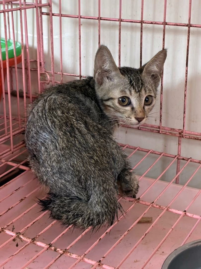 The cat, from the shelter's listing