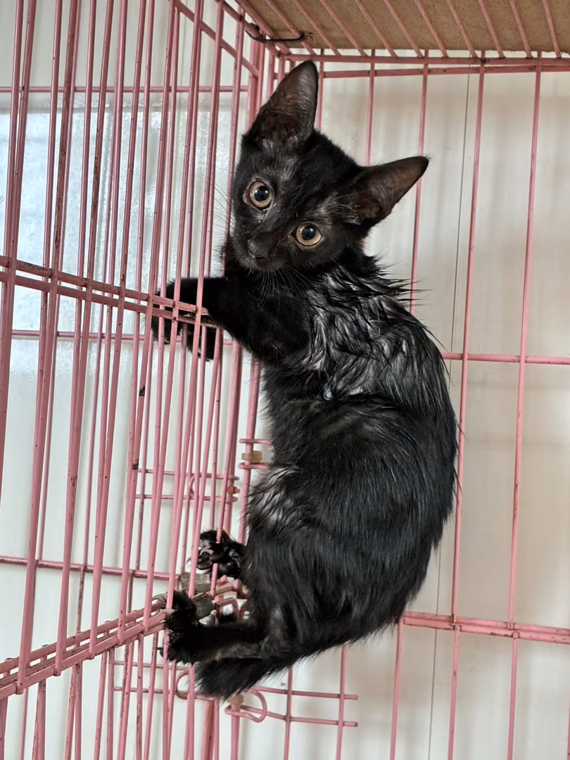 The cat, from the shelter's listing