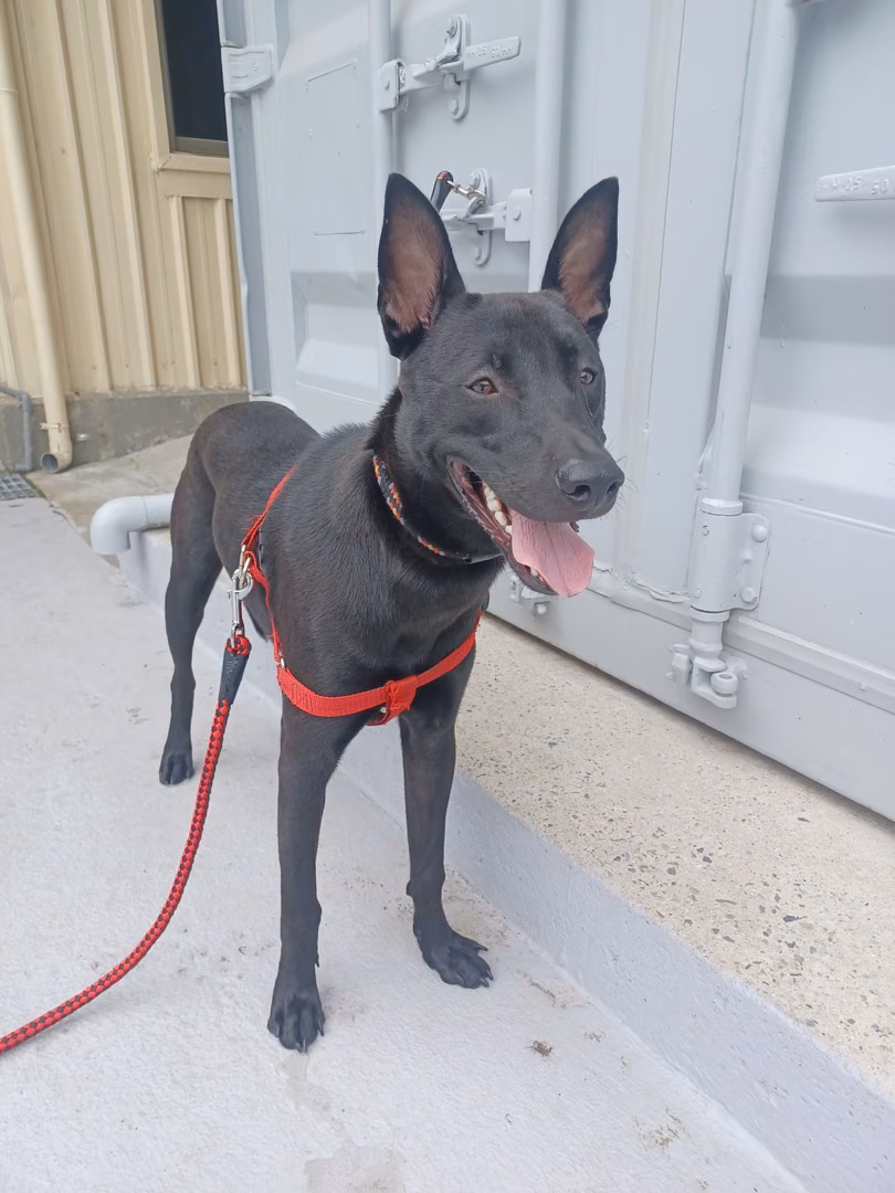The dog, from the shelter's listing