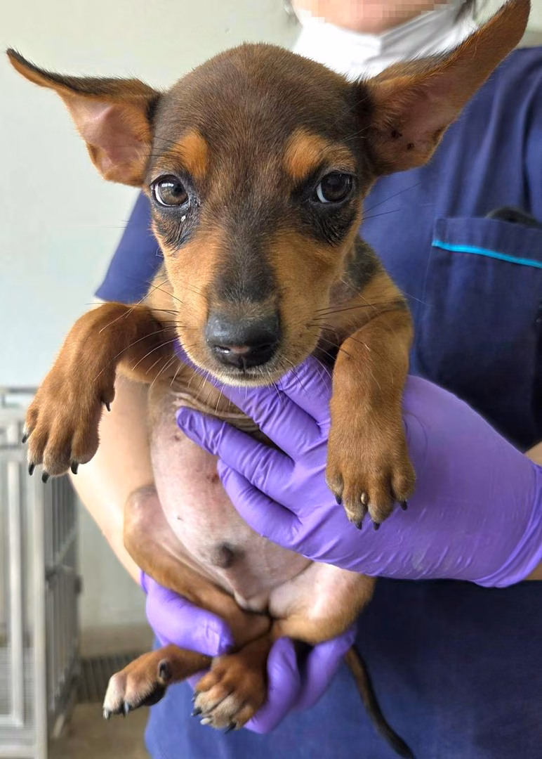 The dog, from the shelter's listing