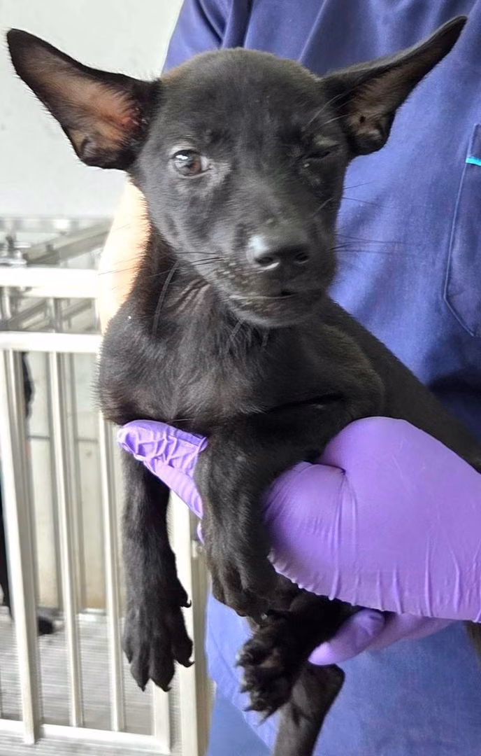The dog, from the shelter's listing