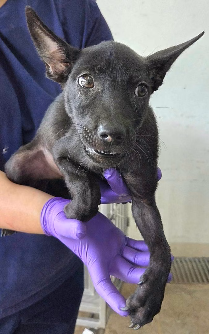 The dog, from the shelter's listing